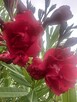 Oleander WIŚNIOWY o pełnych pacznacych kwiatach - 4