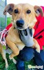 ZAJĄCZEK - cudowny psiak o świetnym charakterze, ADOPTUJ - 2