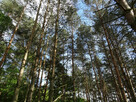 Oddam drzewa i gałęzie - 1