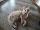 Koty Maine Coon - 3