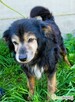 DZIADZIO - 12 lat na łańcuchu, teraz schronisko, ADOPTUJ! - 2