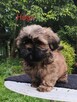 ShihTzu piesek Hugo - 5