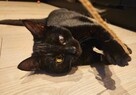 MAMBO niedowidzący czarny kot szuka domu adopcja adoptuj - 3
