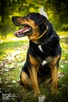 Imponujący aktywny Rufus - 5