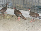 sprzedam młode bażanty - 3