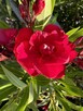 Oleander WIŚNIOWY o pełnych pacznacych kwiatach - 2