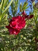 Oleander WIŚNIOWY o pełnych pacznacych kwiatach - 3
