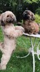 ShihTzu piesek Hugo - 3