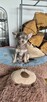 Chihuahua Szczenięta z rodowodem - 3