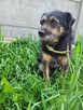 Bronuś do adopcji - 7