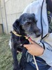 Szira do adopcji - 6