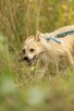 Miki do adopcji - 4