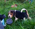 Beagle tricolor szczenięta - 3