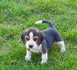 Beagle tricolor szczenięta - 2