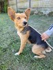 Nela do adopcji - 5
