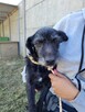 Szira do adopcji - 5