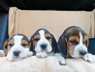 Beagle tricolor szczenięta - 11