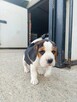 Beagle tricolor szczenięta - 10
