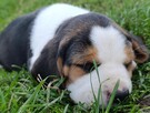 Beagle tricolor szczenięta - 8