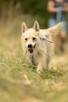 Miki do adopcji - 2