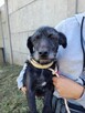 Szira do adopcji - 3