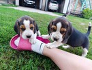 Beagle tricolor szczenięta - 7