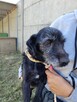 Szira do adopcji - 4