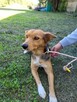 Nela do adopcji - 3