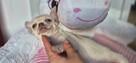Chihuahua Szczenięta z rodowodem - 10