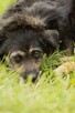 Bronuś do adopcji - 8