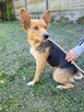 Nela do adopcji - 2