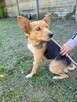 Nela do adopcji - 4