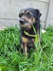 Bronuś do adopcji - 3