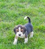 Beagle tricolor szczenięta - 6