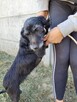 Szira do adopcji - 2