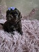 Przepiękny maleńki czekoladowy piesek Shih-Tzu - 3