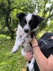 Border colie piesek - 3