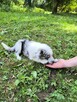 Border colie piesek - 4