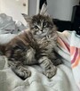 Kocięta Maine Coon dostępne dla nowych domów - 4