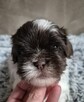 Shih-Tzu piękny maleńki piesek - 7