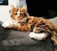 Kocięta Maine Coon dostępne dla nowych domów - 3