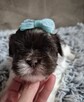 Shih-Tzu piękny maleńki piesek - 8