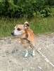 Maleńki Fikuś, domowy psiaczek szuka domu! - 3