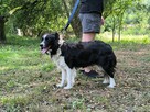 Border colie piesek - 7