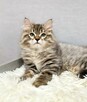 Kocięta Maine Coon dostępne dla nowych domów - 2