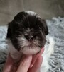 Shih-Tzu piękny maleńki piesek - 2