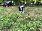 Border colie piesek - 4