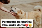 Elza - pies anioł, kochana, łagodna sunia - 3