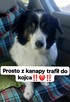 Rabi - domowy, wesoły, niewielki psiak PILNIE szuka domu! - 3