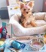 Yorkshire terrier - 7